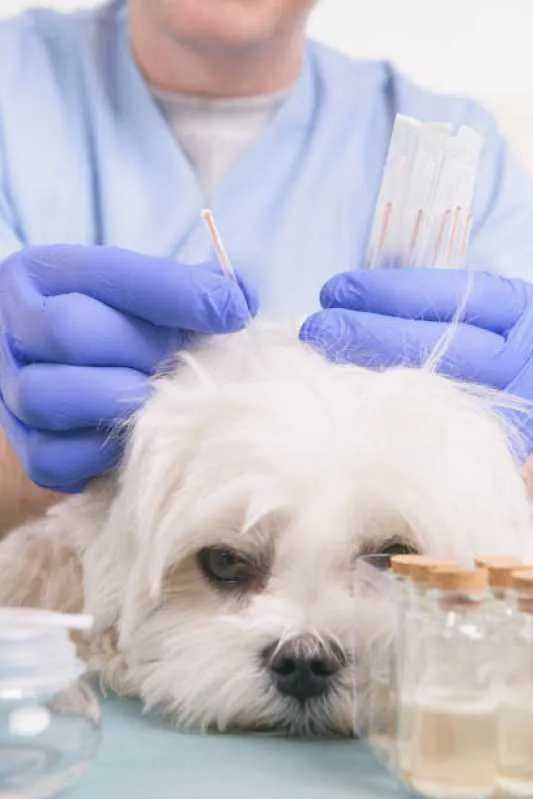 ecocardiodoppler para cães