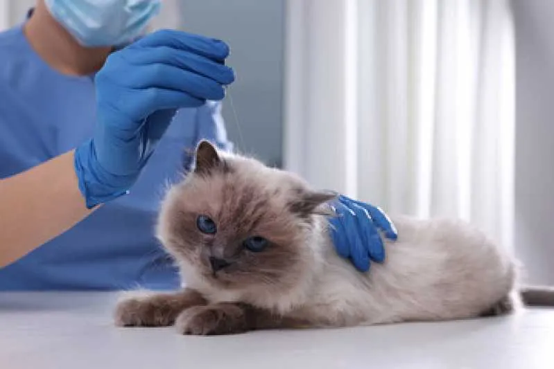 ecocardiodoppler para gatos