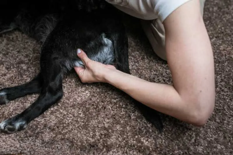 ecocardiodoppler para pets