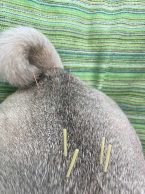 ecocardiodoppler para animal