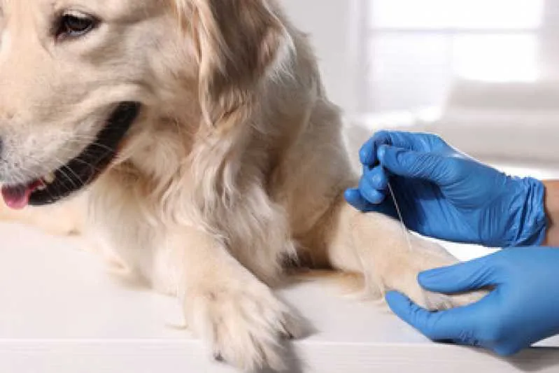 ultrassonografia veterinária