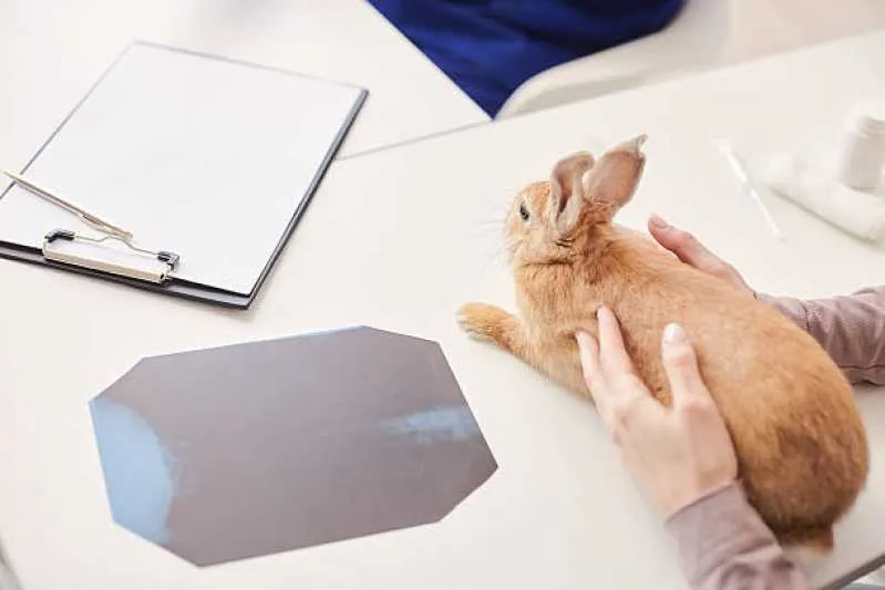 ecocardiodoppler veterinário