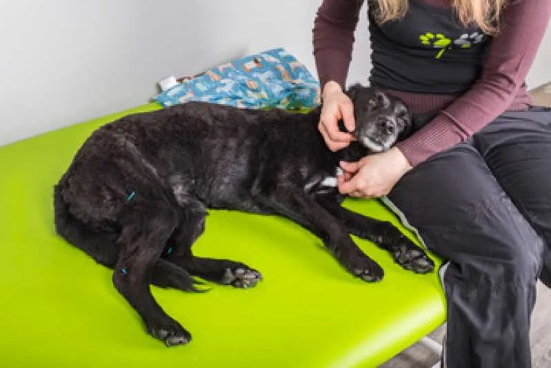 acupuntura em animais