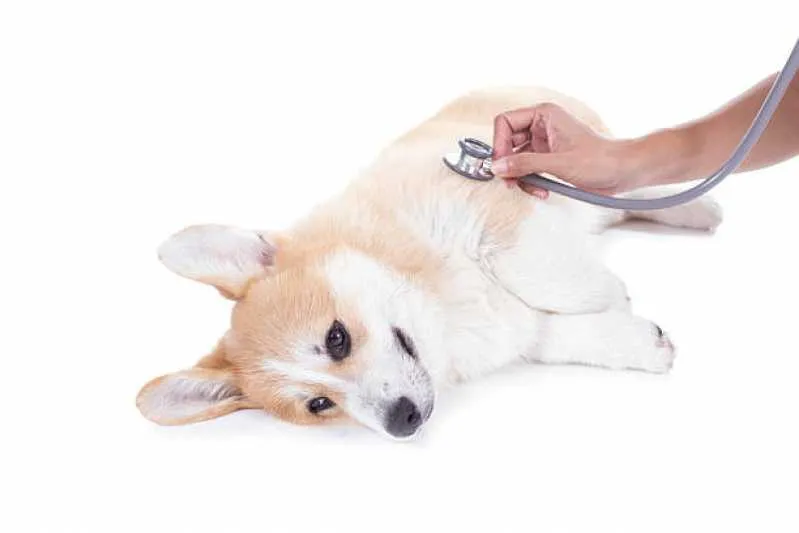 histopatologia canina
