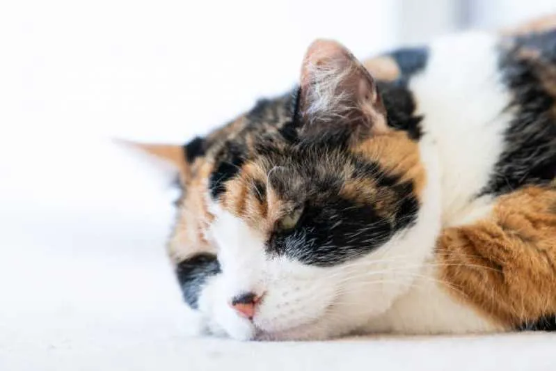 histopatologia felina