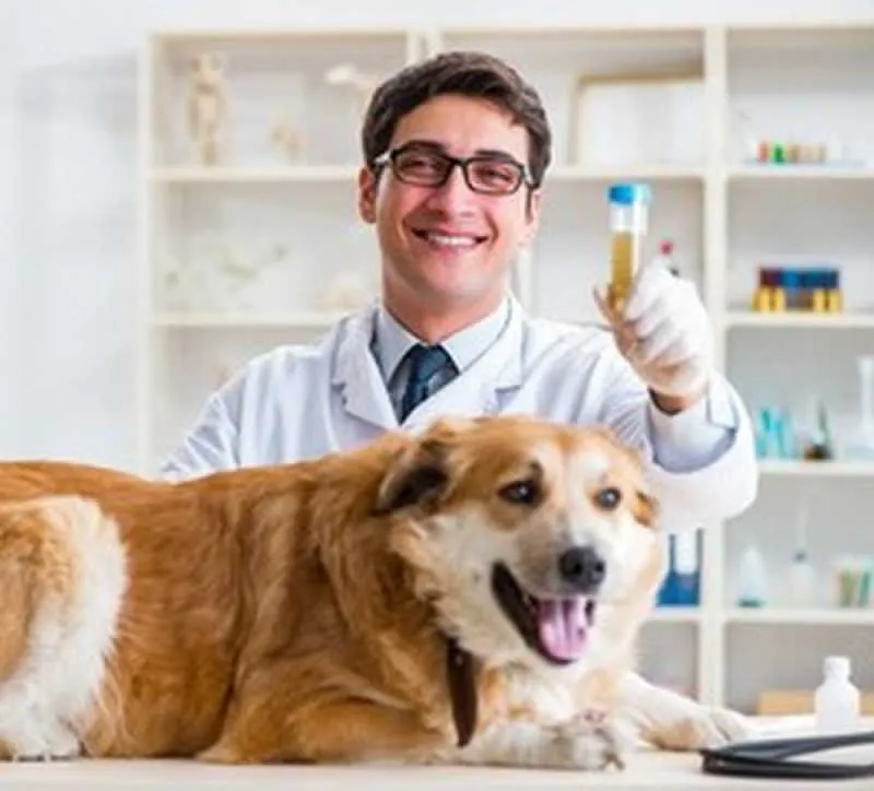 Diagnóstico Laboratorial para Cachorros