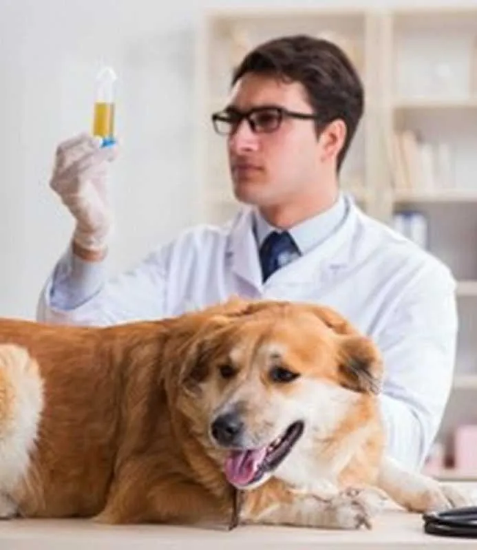 diagnósticos laboratoriais veterinários