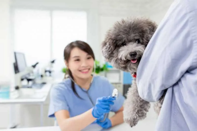 ecocardiodoppler para animais