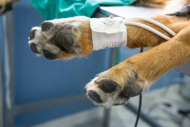 medida de pressão arterial em animais