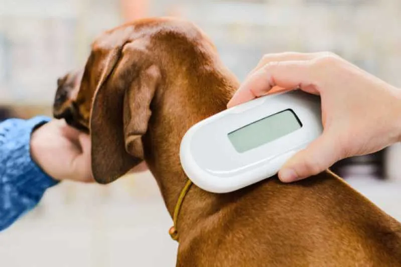 microchip para animais
