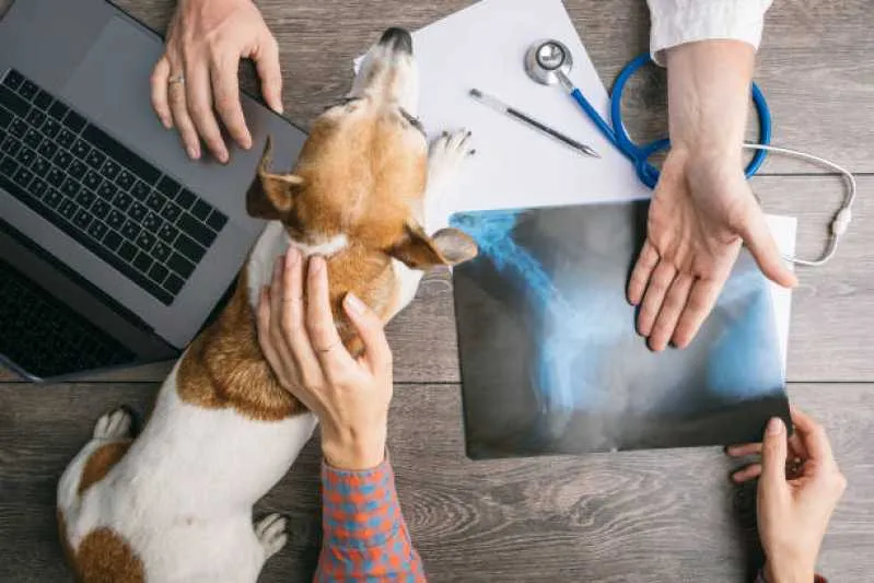 raio x veterinário